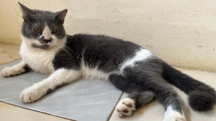 european short hair grey cat picture
