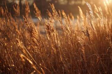 Fototapeta premium Wheat Field, Sunset, Glowing, Golden Hour, Rural Scene, Nature, Farm Background