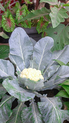 Close-up of white Kohl flower (Brassica oleracea), cultivated for various vegetables in farming and agriculture.