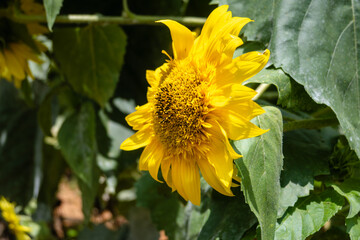 The Beautiful Bloom of a Sunflower in the Sunshine