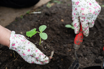 Gardener planting seedlings in rich soil on a sunny day in a backyard garden with tools nearby