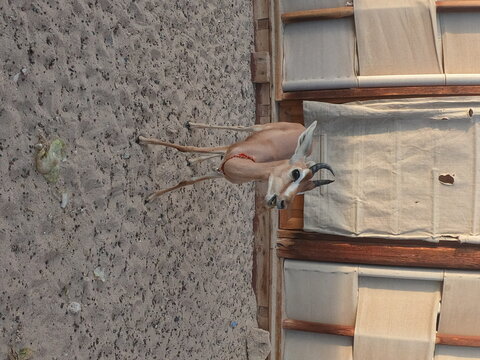 Arabian gazelle (Gazella arabica) is a species of gazelle from the Arabian Peninsula. There are approximately 5,000 – 7,000 mature individuals in the wild It is now synonymous with Gazella erlange - Powered by Adobe