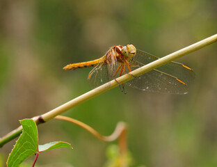 Keeled skimmer (Orthetrum coerulescens) is a dragonfly species found throughout Portugal. Female perching on a twig in its natural environment. Macro photo, selective shallow focus for effect.