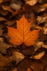 Fototapeta premium Golden Maple Leaf on a Bed of Fallen Autumn Leaves