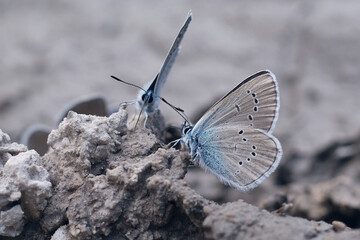 Coppia di farfalle grigie e blu su terreno fangoso.