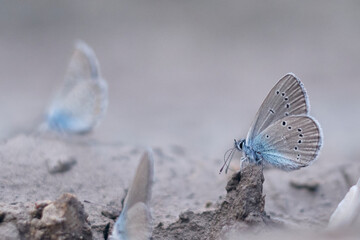 Farfalla blu in primo piano su terreno umido.
