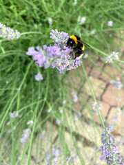 bumblebee on a blossom of lavendar
