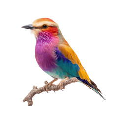 Obraz premium Colorful Bird Perched on Branch Showcasing Vibrant Plumage and Unique Features in Natural Setting