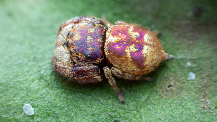 Female purple-gold jumping spider (Irura bidenticulata)