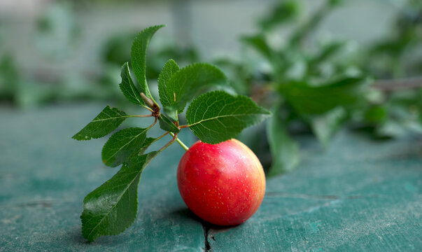 Mirabelle, Mirabellenbaum, Obstbrand, Zwetschge, Marmelade,
Mirabellenmarmelade, Pflaume
