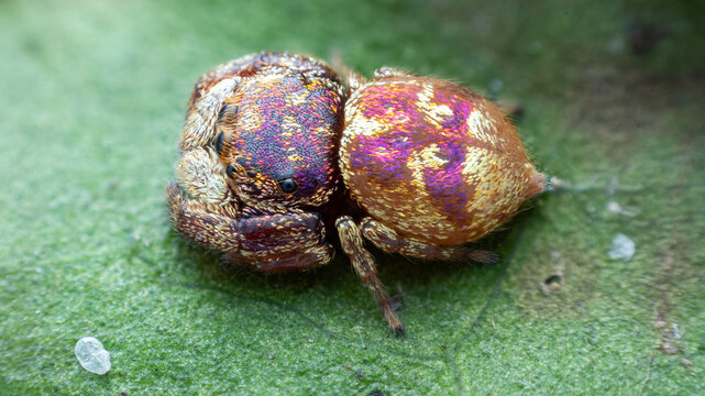 Female purple-gold jumping spider (Irura bidenticulata)