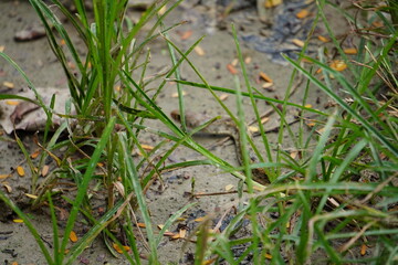 A common trinket snake behind the grass