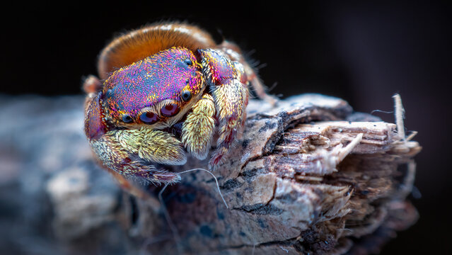 male purple-gold jumping spider (Irura bidenticulata)