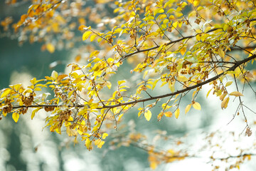 Autumn Leaves and Fluffy Seeds by the Water