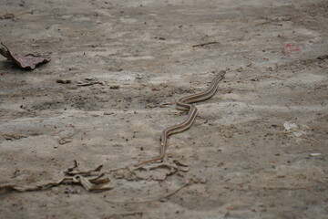 A Buff Striped Keelback snake is crawling on the soil in speed