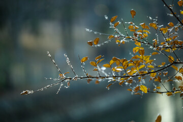 Autumn Leaves and Fluffy Seeds by the Water