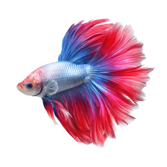 Fototapeta premium Vibrant Siamese Fighting Fish with Flowing Fins Showcasing Brilliant Red and Blue Colors, Isolated on White Background