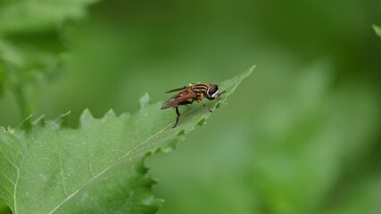 Hoverflies on green leaf. Its common names  flower flies and syrphids. Make up the insect family Syrphidae. As their common name suggests, they are often seen hovering or nectaring at flowers. Fly.