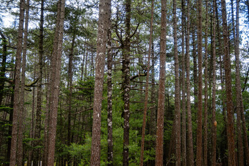 Fototapeta premium Tall Trees in a Dense Forest, Capturing the Serenity and Majesty of Nature