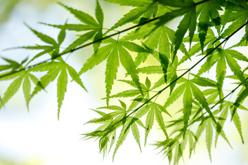 Fresh Green Japanese Maple Leaves in Spring Light – Natural Background