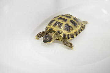 Close-up of a hand-held turtle with a shell in the water