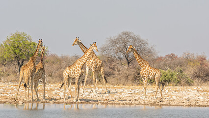 Troupeau de girafes au point d'eau en Namibie