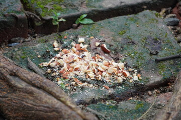 A group of ants on the pile of broken nuts