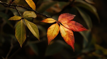 Fototapeta premium Vivid autumn foliage Red, orange, and yellow leaves on a dark branch, showcasing the beauty of seasonal change