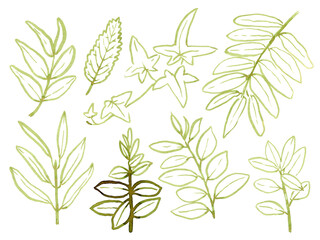 Hand drawn tropical plants. Brush line art, hand drawn tropical branches, exotic plants, use as print, poster, label, stickers, element design, textile, package.