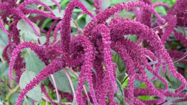 Flauschige Garten Fuchsschwant Bl&uuml;ten im Sommer, eine exotische rote Sommerbl&uuml;ten Zierpflanze aus S&uuml;damerika wo auch in Europa gut gedeiht