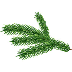 Merry Christmas New Year Evergreen Fir Tree Branch