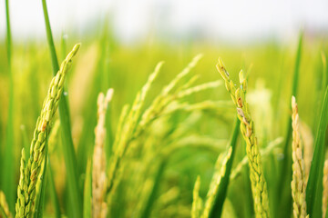 Close-up of ripe rice grains in a lush green paddy field under natural light, symbolizing agricultural growth and food production in rural areas.