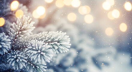 Frosty Pine Branches with Snow and Warm Holiday Bokeh Lights