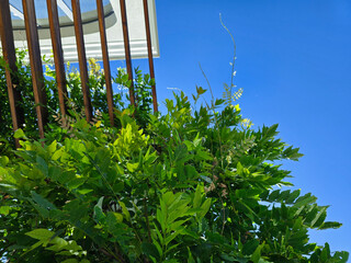 green leaves on blue sky background