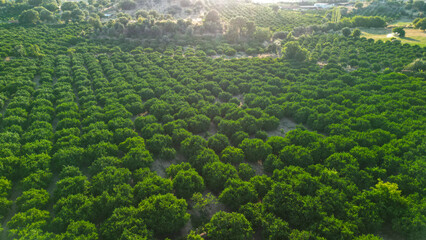 aerial view of citrus trees
