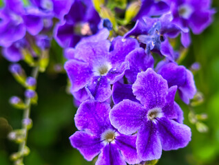 Soft focus of DURANTA ERECTA flowers in bloom, Cyprus