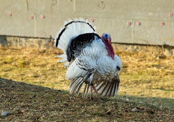 Russia. Dagestan. A pompous turkey in the rays of the spring sunset strolls through the village yard.