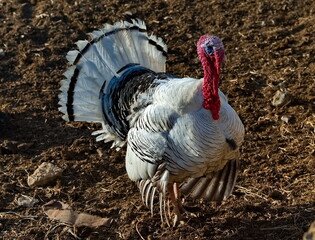 Russia. Dagestan. A pompous turkey in the rays of the spring sunset strolls through the village yard.