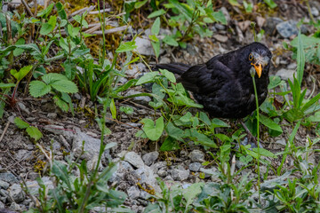 Ein schwarzer Vogel sucht im Gras nach Futter in der Natur