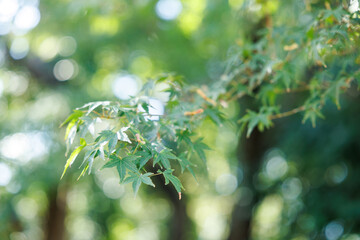 Maple Tree with Winged Seeds in Soft Summer Light – Japanese Nature Background

