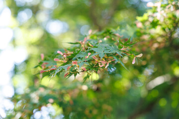 Maple Tree with Winged Seeds in Soft Summer Light – Japanese Nature Background

