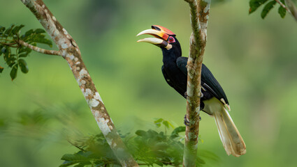 Rhinoceros Hornbill Perched on a Branch in Lush Rainforest Canopy A Captivating Wildlife Portrait Showcasing the Beauty of Tropical Avian Fauna in Southeast Asia