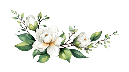 Magnolia Flowers, Green Leaves And Twigs Arrangement On Transparent Background