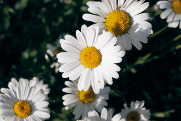 Margherita di campo.