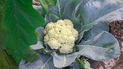 Close-up of white Kohl flower (Brassica oleracea), cultivated for various vegetables in farming and agriculture.