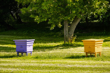 colored bee hives in an apiary, close-up. hives in the apiary. bee breeding. bee honey. beehives on the lawn