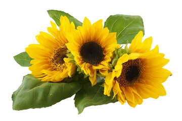 Three Vibrant Sunflowers on Transparent Background