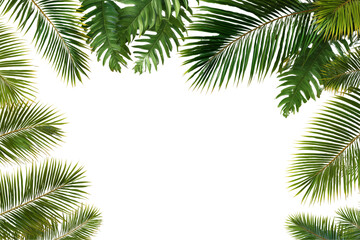 Green Palm Leaves Tropical Frame on Transparent Background