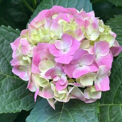 Fresh pink hydrangea blooming bush close up