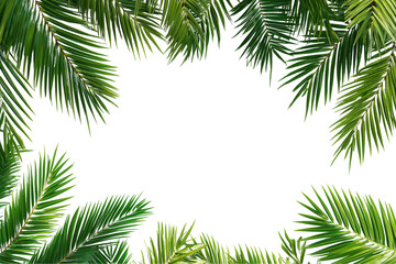 Green Palm Leaves Tropical Frame on Transparent Background